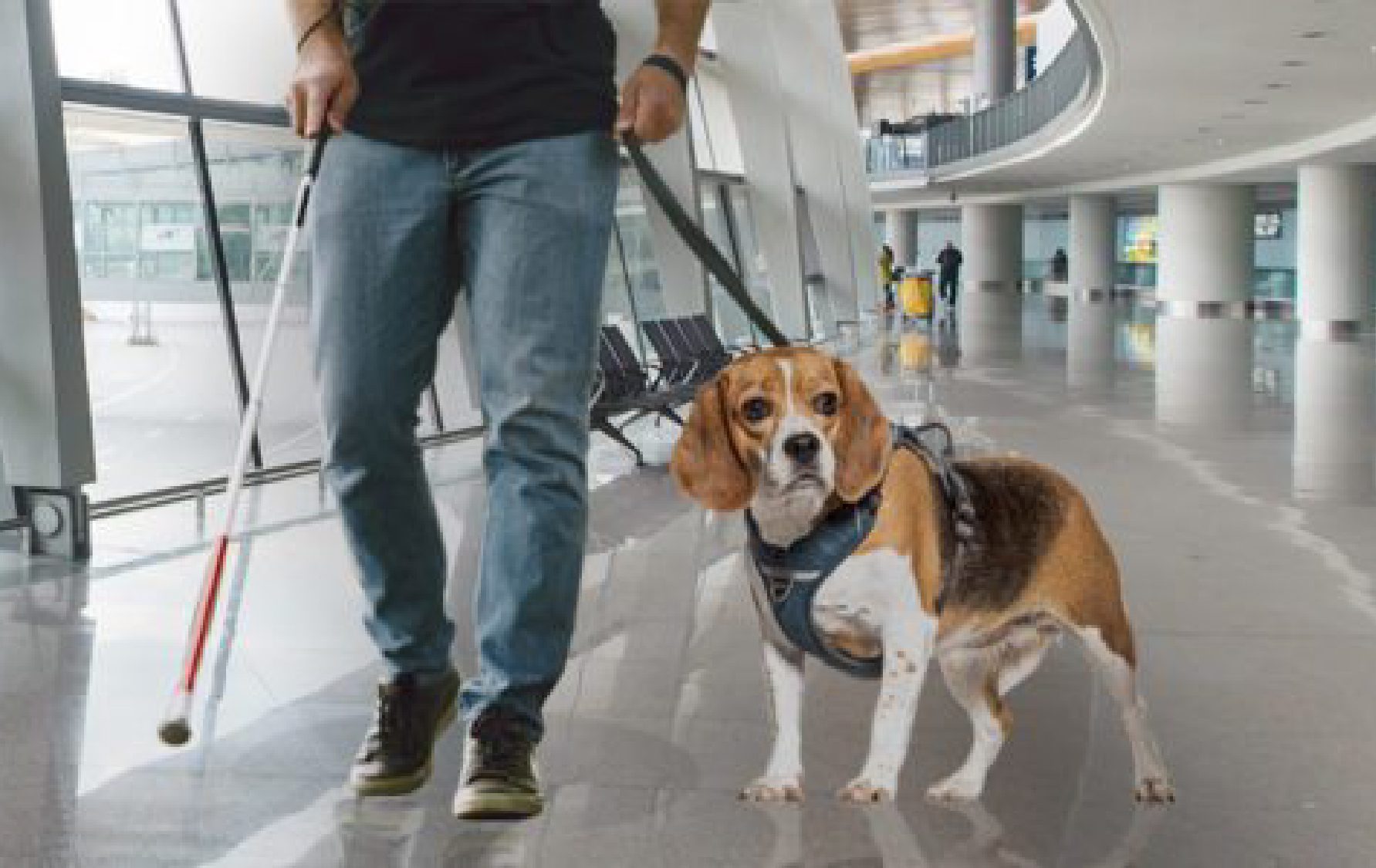 Service Animal Travel Solutions